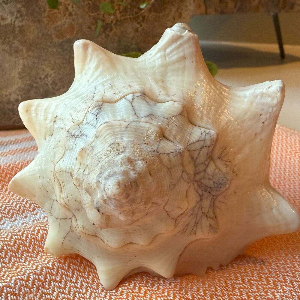 Conch Seashell w/Perfect point 6.5"L  100% NATURAL from Belize Ocean Beach Decor